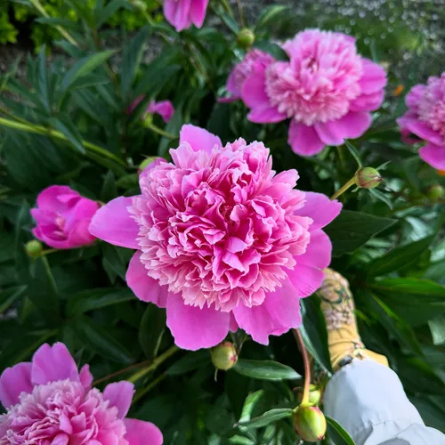Pink peonies in bloom, a gardening glove visible at the edge