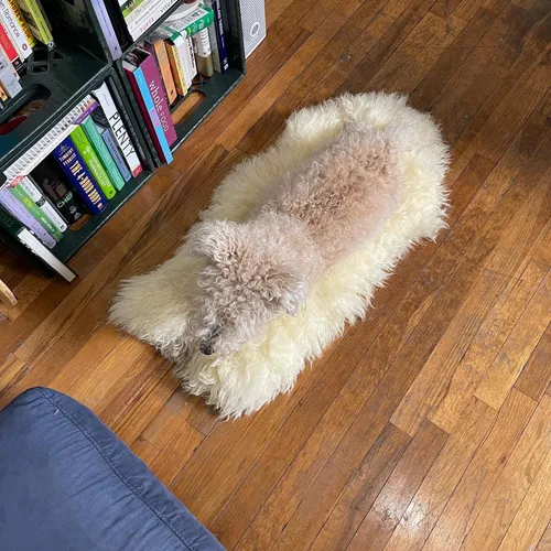 Amy's dog Tessy lying on a sheepskin rug in front of a bookshelf with design books